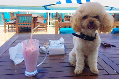 Close-Up Of Dog On Table