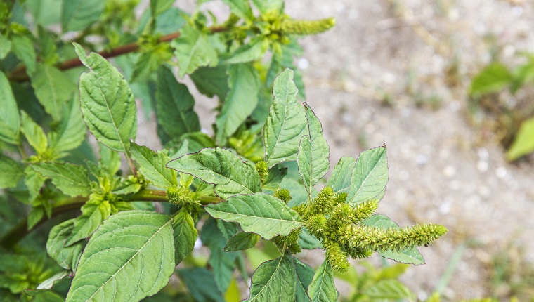 Red-root or pigweed amaranth, Amaranthus retroflexus, growing in Galicia, Spain