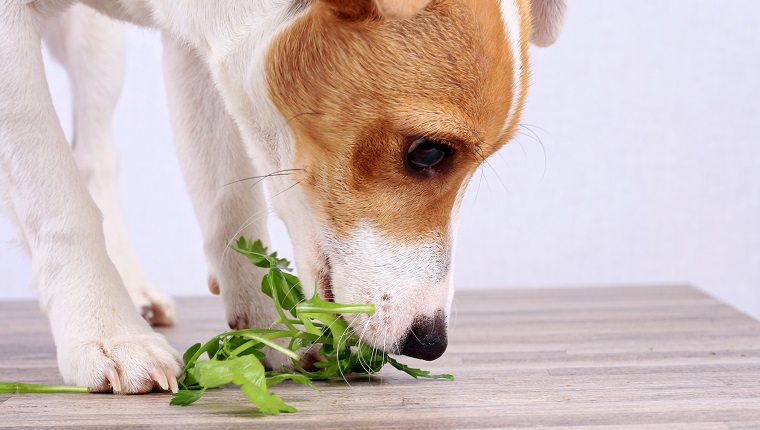 Vegetarian jack russel terrier dog eathing salad, veganism concept