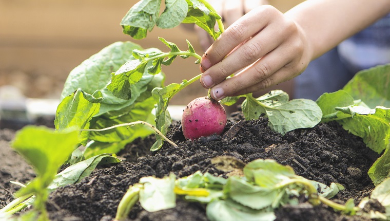 Caucasian boy picking radish in garden