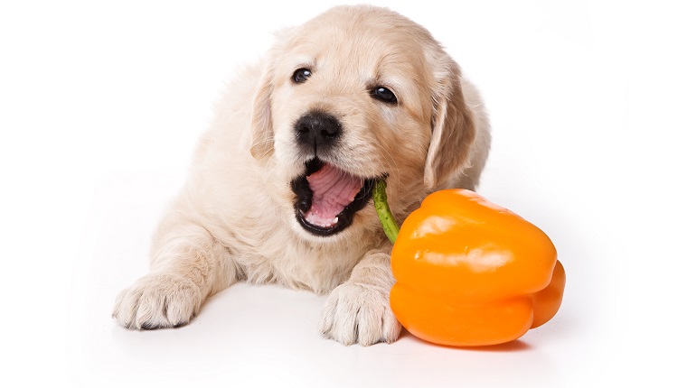 Puppy golden retriever dog (isolated on white)