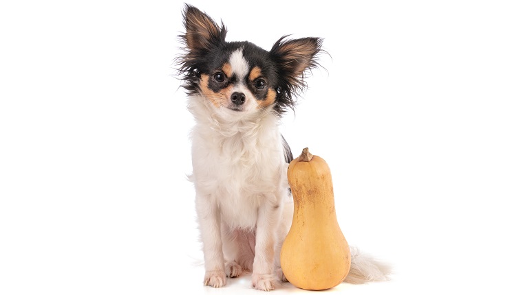 Butternut pumpkin and chihuahua a white background