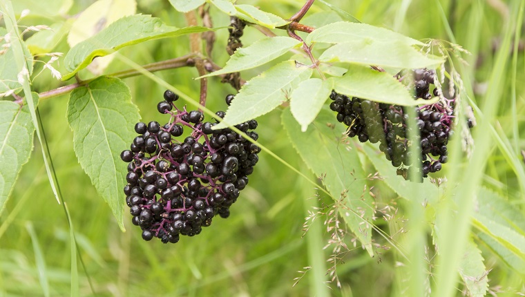 A cluster of Blackcurrants  growing on a branch near a walking trail in the Rockies in Alberta Canada