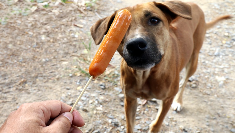 Dog and sausage, Sausage in hand and Dogs brown are hungry, Hungry dog (Selective focus)