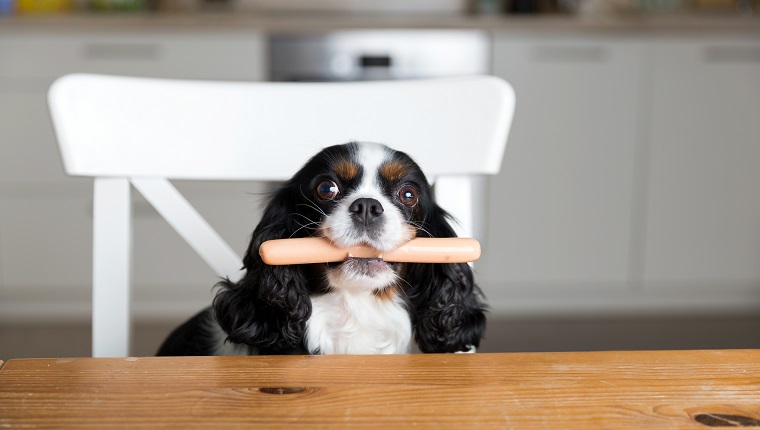 Funny dog with sausage in mouth