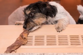 tricolor Jack Russell Terrier Dog - hair style rough - little cute dog is stealing from the table