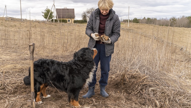 Mature woman harvesting sunroot, which is rich with vitamins and nutrients, in the springtime.