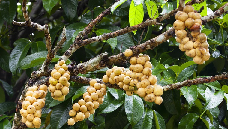 Wollongong crops in Thailand.