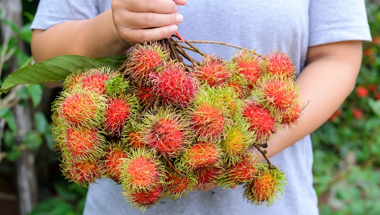 A woman farmer with fruits (rambuton)