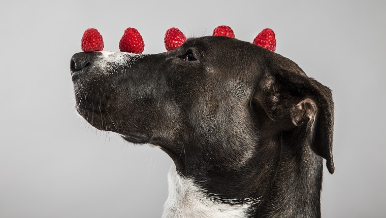 dog with raspberries on head and nose