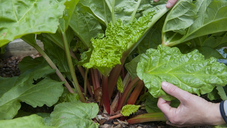 Hands of gardener touching leaves of growing rhubarb, Halifax, Nova¬ÝScotia, Canada