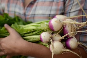 Harvesting Rutabaga