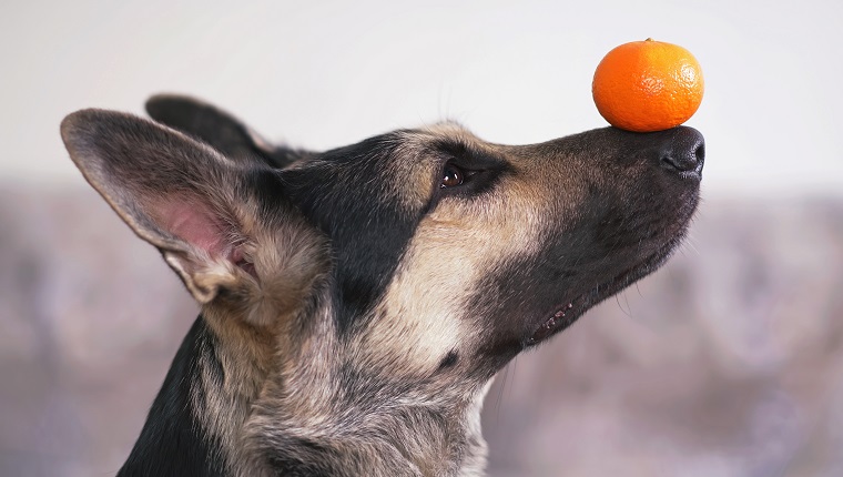 The portrait of a young East European Shepherd dog posing indoors holding an orange tangerine on its nose