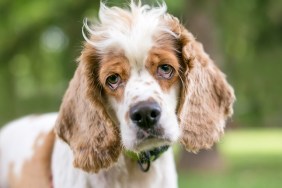 A Cocker Spaniel mixed breed dog with ectropion or drooping eyelids