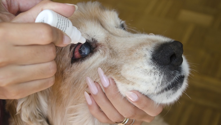 Women instills a therapeutic drop in the eyes of a dog