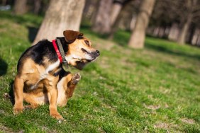 Portrait of a happy dog. Small cute dog scratches himself in the park