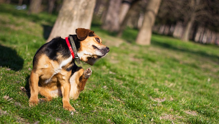 Portrait of a happy dog. Small cute dog scratches himself in the park