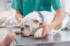 Veterinarian checking paws of an English Bulldog lying on examination table in office with its owner standing right next to it.