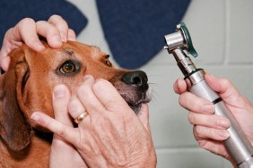 Vet check dog's eyes. Horizontal.