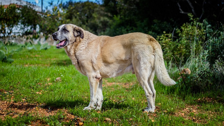 Rafeiro do Alentejo - Portuguese Mastiff walking in the Nature