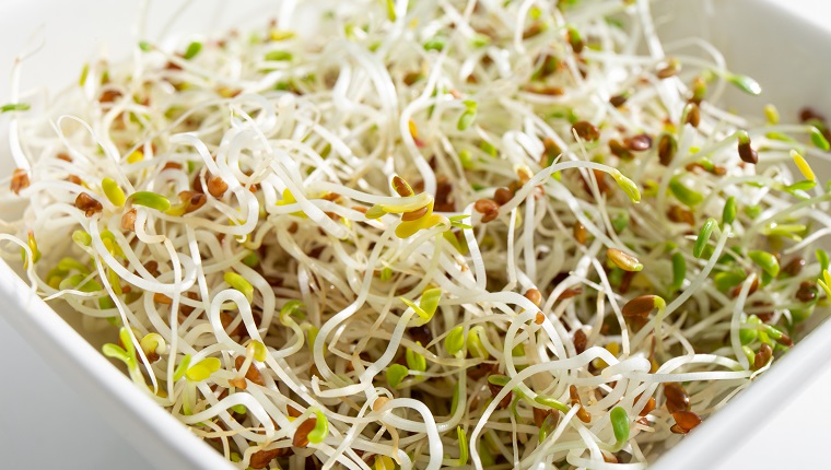 Macro photo of healthy fresh homegrown Alfalfa or Lucerne Medicago sativa sprouts in white bowl, back light. Used for for garnish or salad.