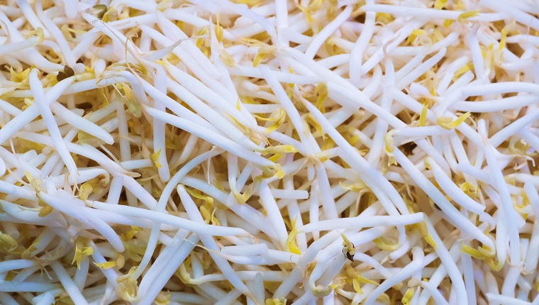 Close up Organic mung bean sprout for food, thai street food market