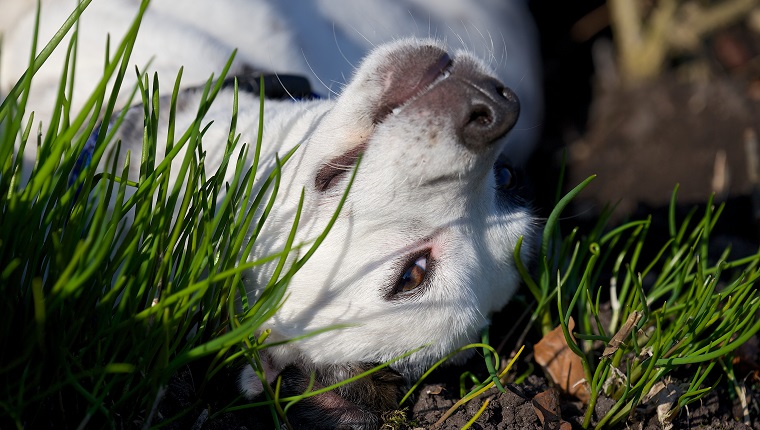 Young crossbreed dog in the herbgarden