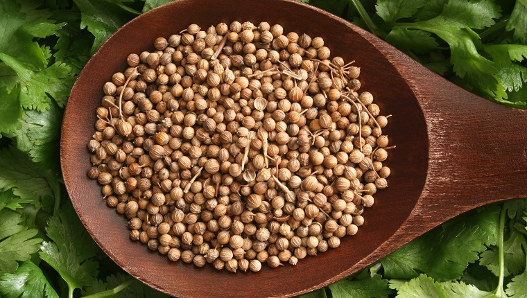 Top view of wooden spoon with coriander on it and cilantro leaves underneath. Both the seeds and the leaves are used for seasoning and belong to the same plant despite their different names