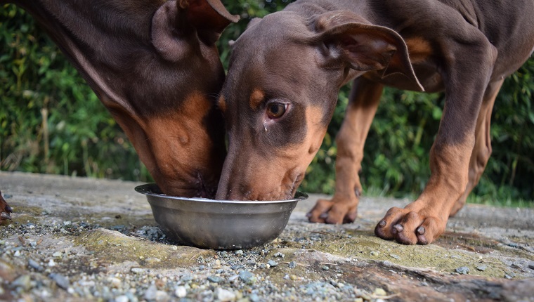 Close-Up Of Dogs