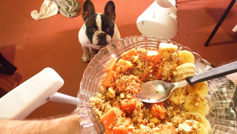 The French bulldog seems to always want food!! And eat everything you give her! Including papaya, banana and granola.