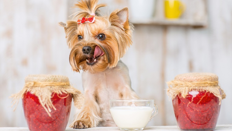 Liking the treat. Yorkshire terrier sitting on the table along with sour cream bowl and jam jars.