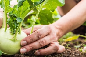 Close Up Woman Hands Gathering Kohlrabi