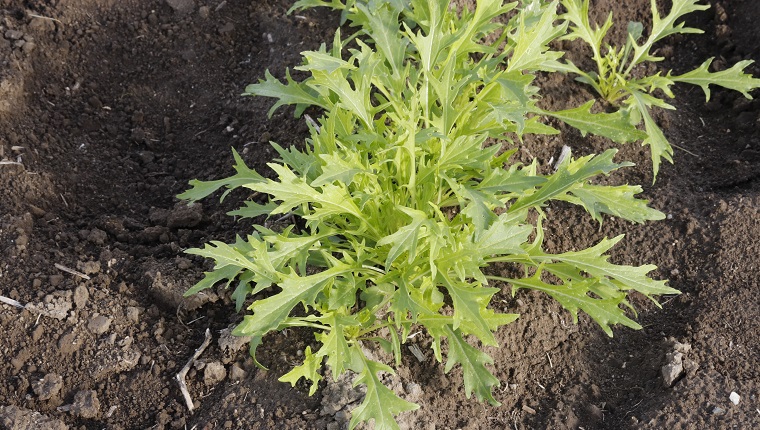 Green Mizuna organic salad vegetable growing