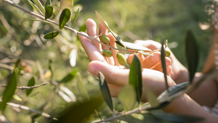 Green olives on tree, Tuscany, Italy