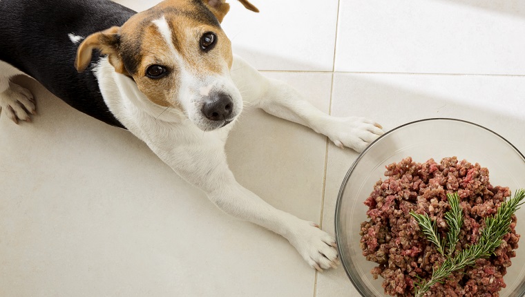 The dog jack russell terrier lies with a huge bowl of raw minced meat, food for dog concept