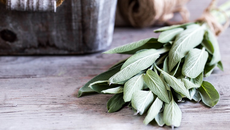 Salvia officinalis. bunch of fresh Sage leaves on old wooden table. Garden sage.