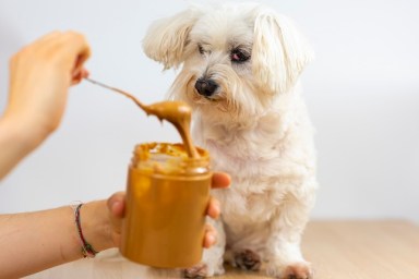 Maltese Bichon eating peanut butter.