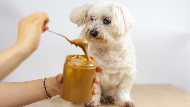 Maltese Bichon eating peanut butter.