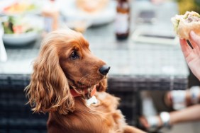 Unrecognisable person asking her dog to sit before she feeds him a bite of her sandwich while at a BBQ social gathering.