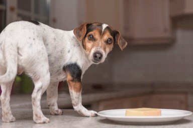 Hund stands as a thief on the table - jack russell terrier,