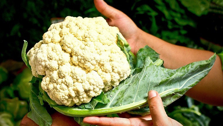 Cropped Hands Holding Cauliflower