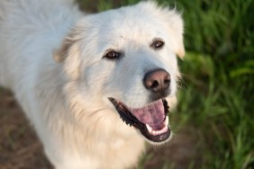 Great Pyrenees Dogs - Mt. Pisgah, NB Canada - working farm dogs
