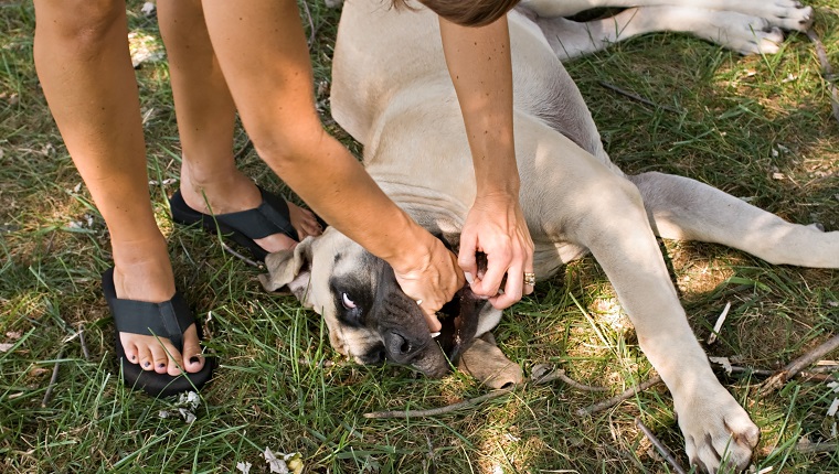 Choking Dog