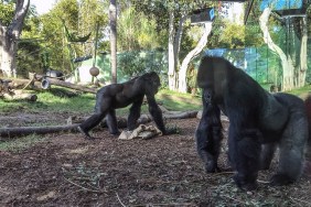 SAN DIEGO, CA - DECEMBER 23: Gorillas on December 23, 2018 in San Diego, California.