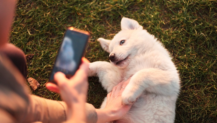 Central Asian Shepherd Dog