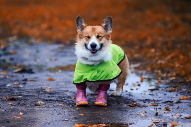 funny puppy a red haired Corgi dog stands by a puddle on a walk in rubber boots and a raincoat on an autumn rainy day and smiles rather closing his eyes