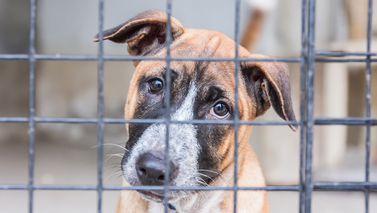 Shelter for homeless dogs, waiting for a new owner