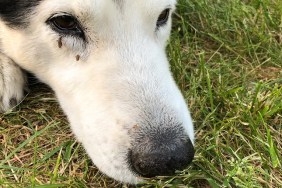 Mosquito bite on dog eye and nose while dog laying down on grass fields.