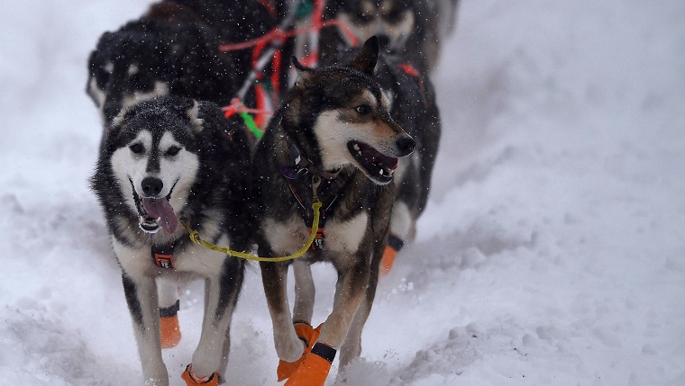 WILLOW, AK - MARCH 08: Sled dogs of Thomas Waerner's (Torpa, Norway) team run during the restart of the 2020 Iditarod Sled Dog Race at Willow Lake on March 8, 2020 in Willow, Alaska.