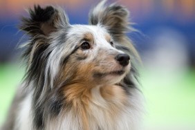 Sheltie